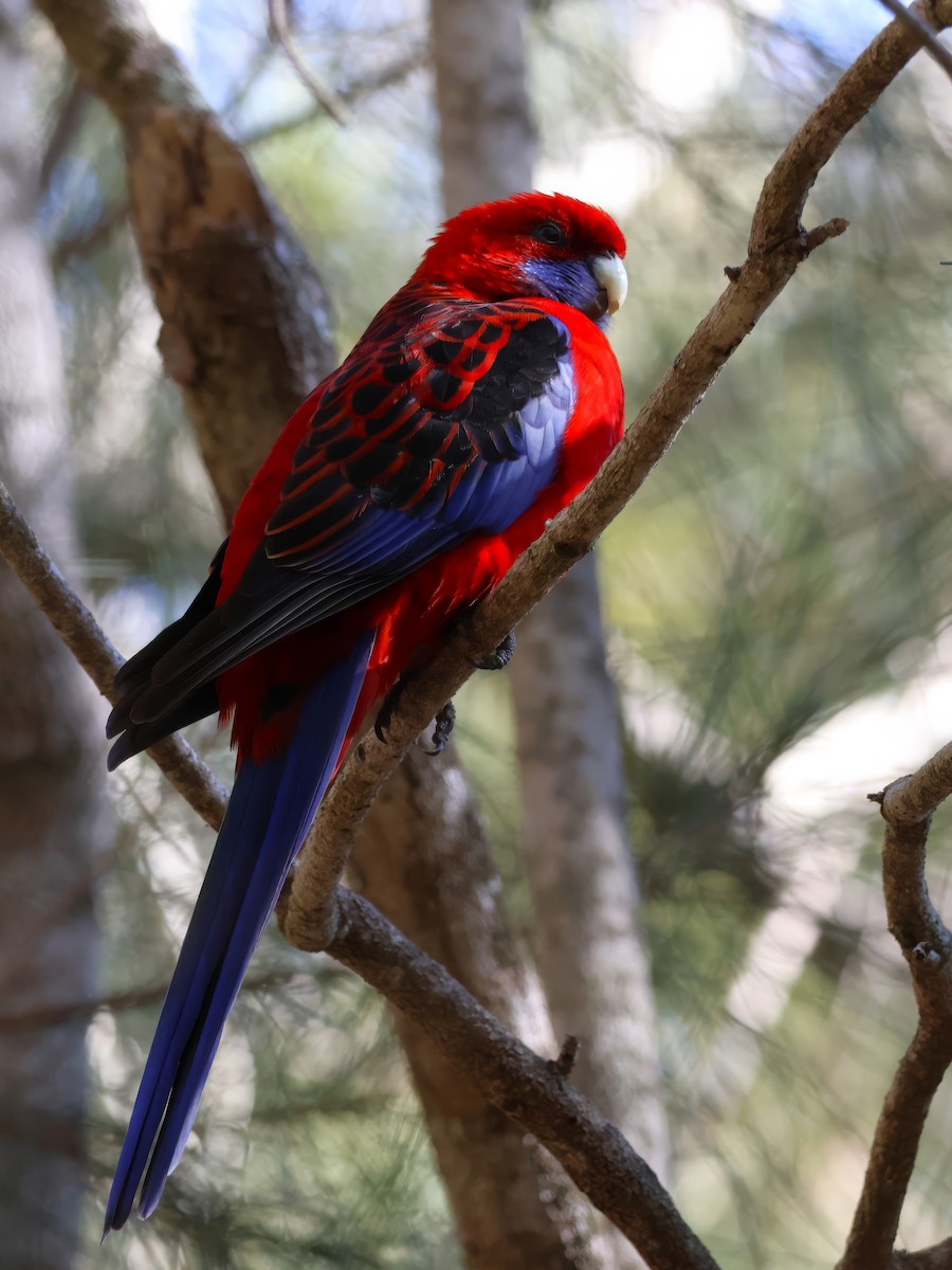 Crimson Rosella - ML622116427