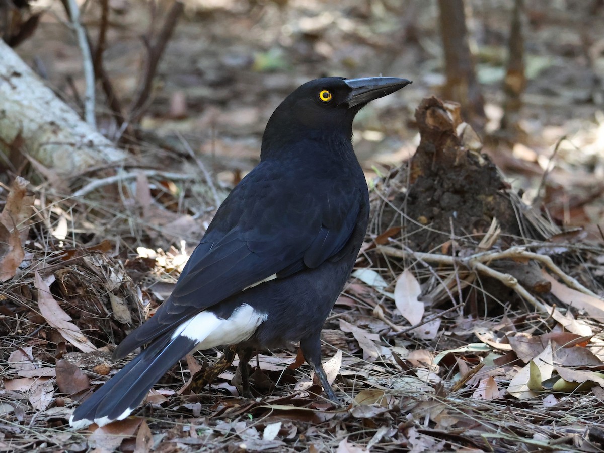 Pied Currawong - ML622116429