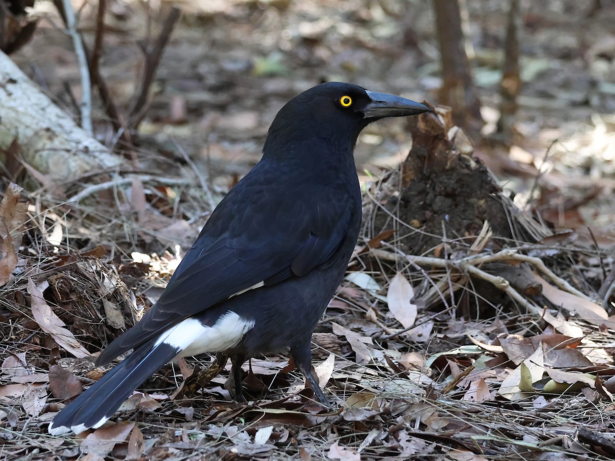 Pied Currawong - ML622116430