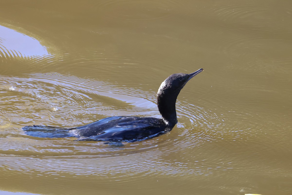 Little Black Cormorant - ML622116470