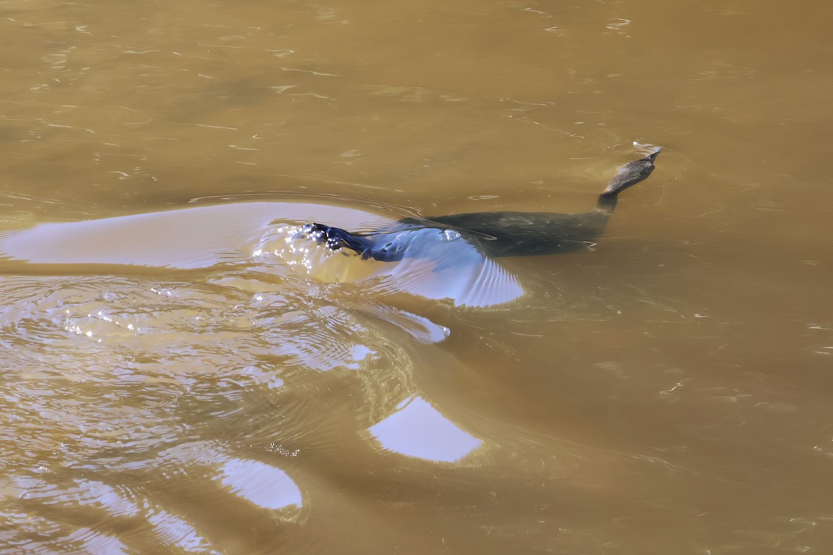 Cormorán Totinegro - ML622116471