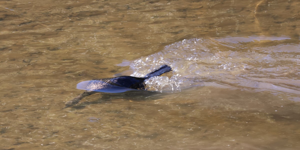 Cormorán Totinegro - ML622116476