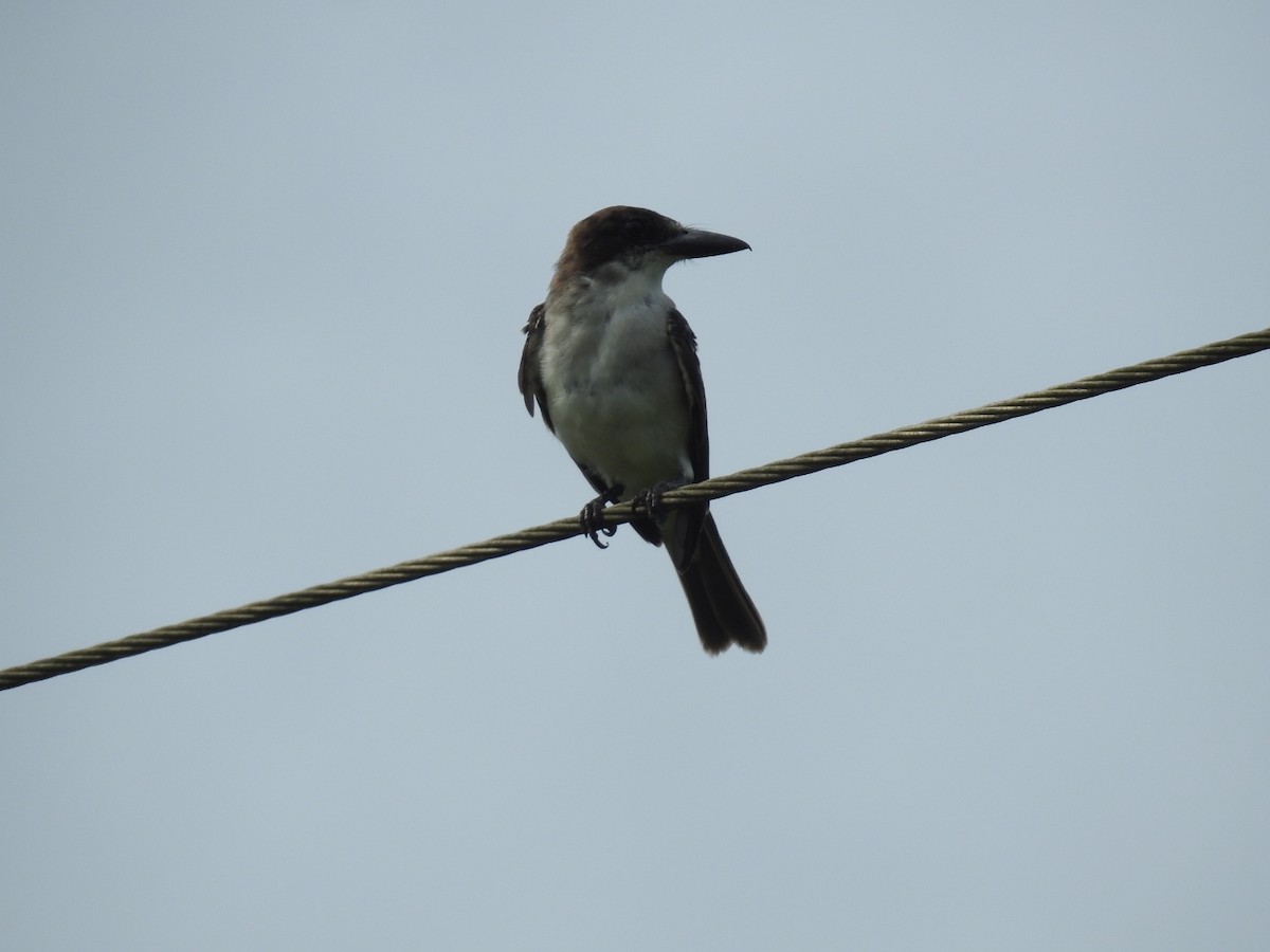 Giant Kingbird - Nicolás Díaz Pérez