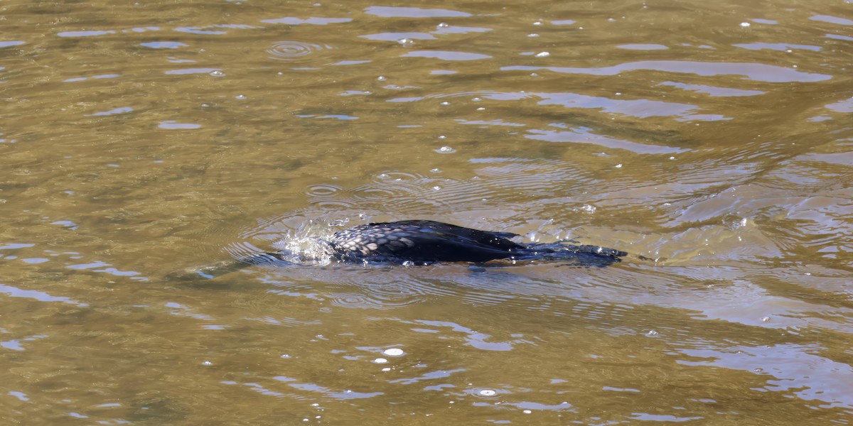 Little Black Cormorant - ML622116482