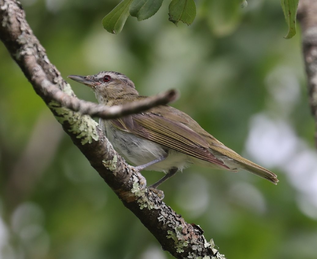 rødøyevireo - ML622116500