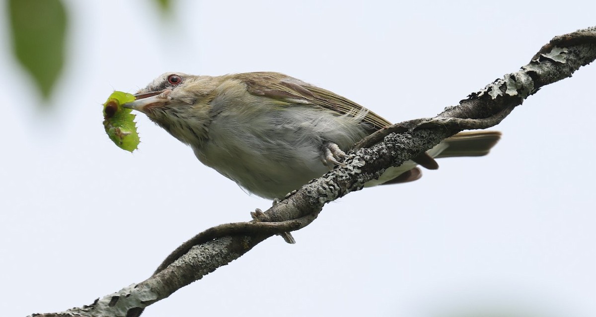 rødøyevireo - ML622116504