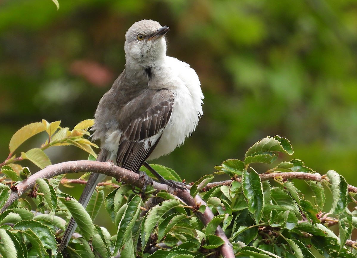 Northern Mockingbird - ML622116573