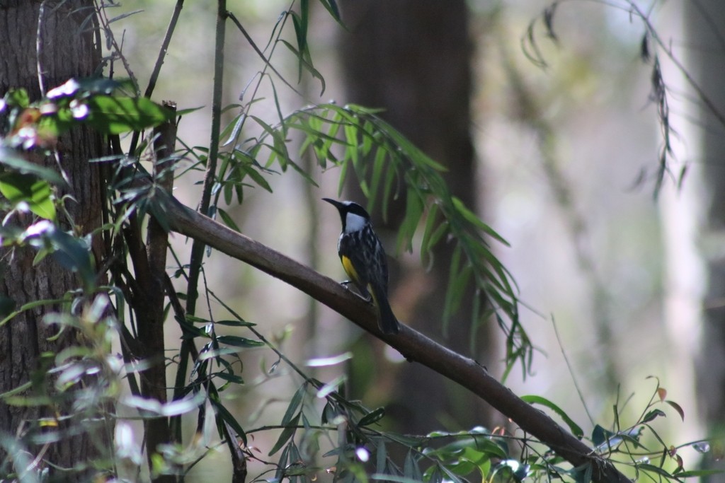 White-cheeked Honeyeater - ML622116574