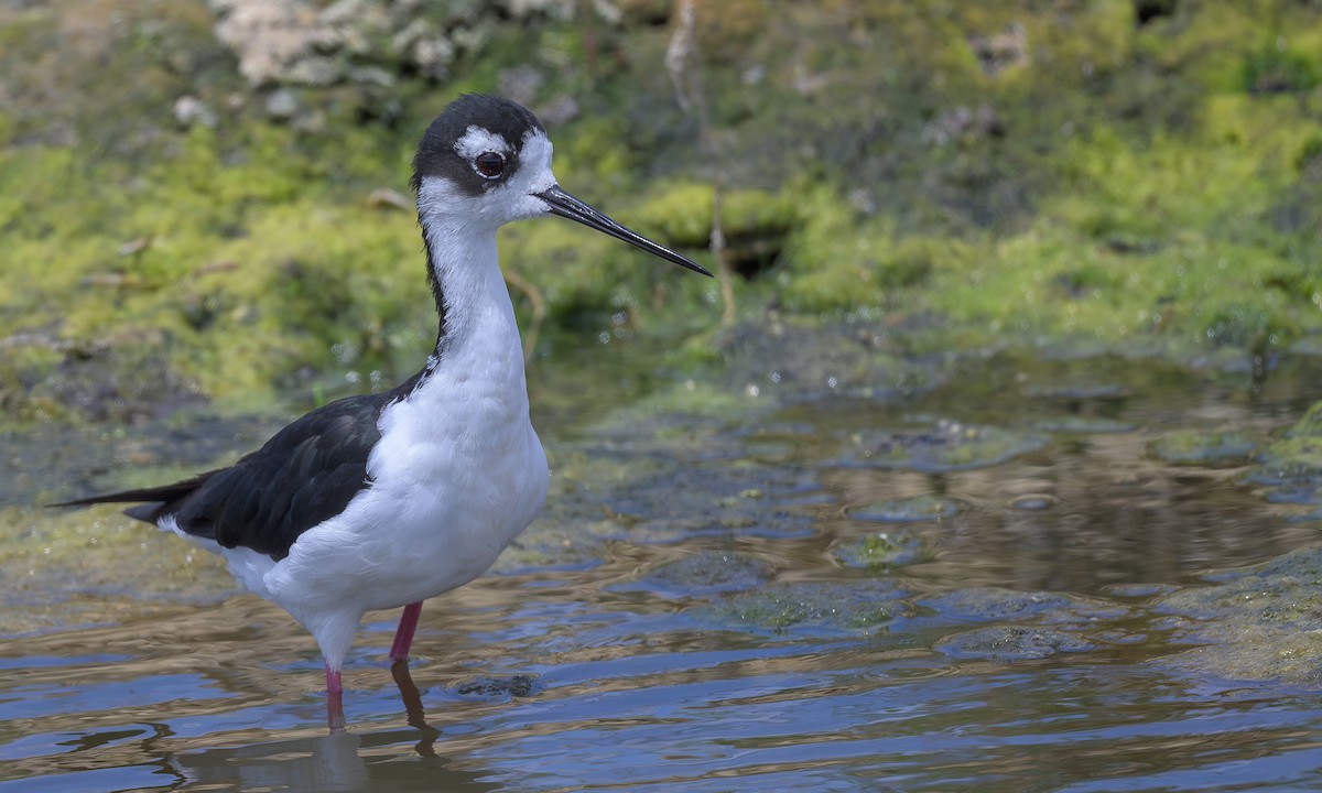 Black-necked Stilt - Becky Matsubara