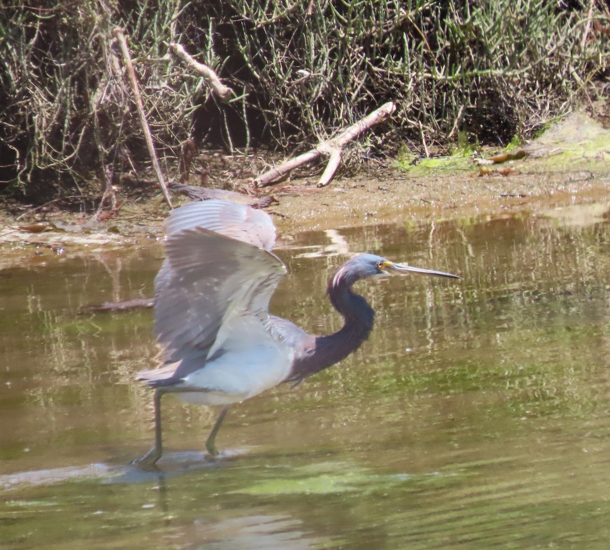 Tricolored Heron - ML622116581