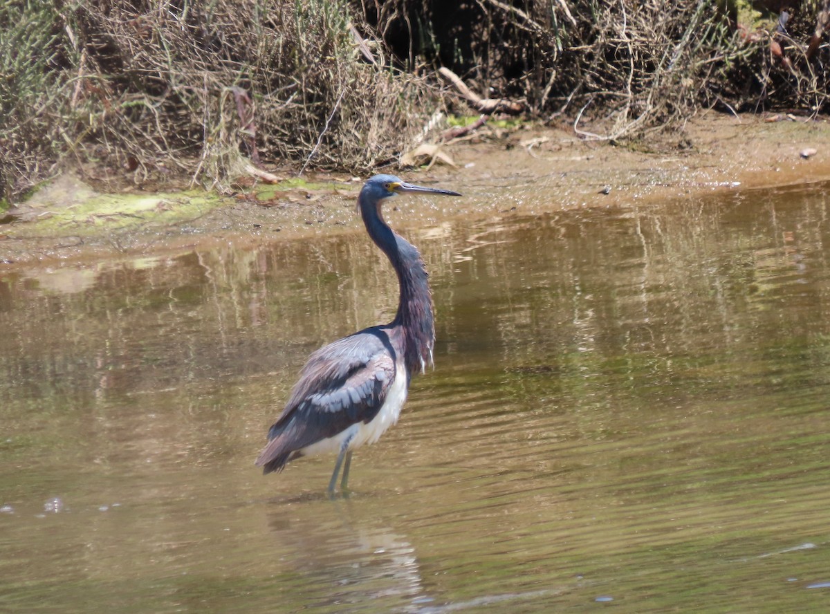 Tricolored Heron - ML622116583