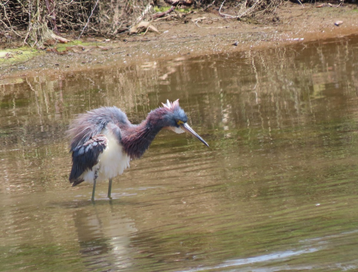 Tricolored Heron - Becky Turley