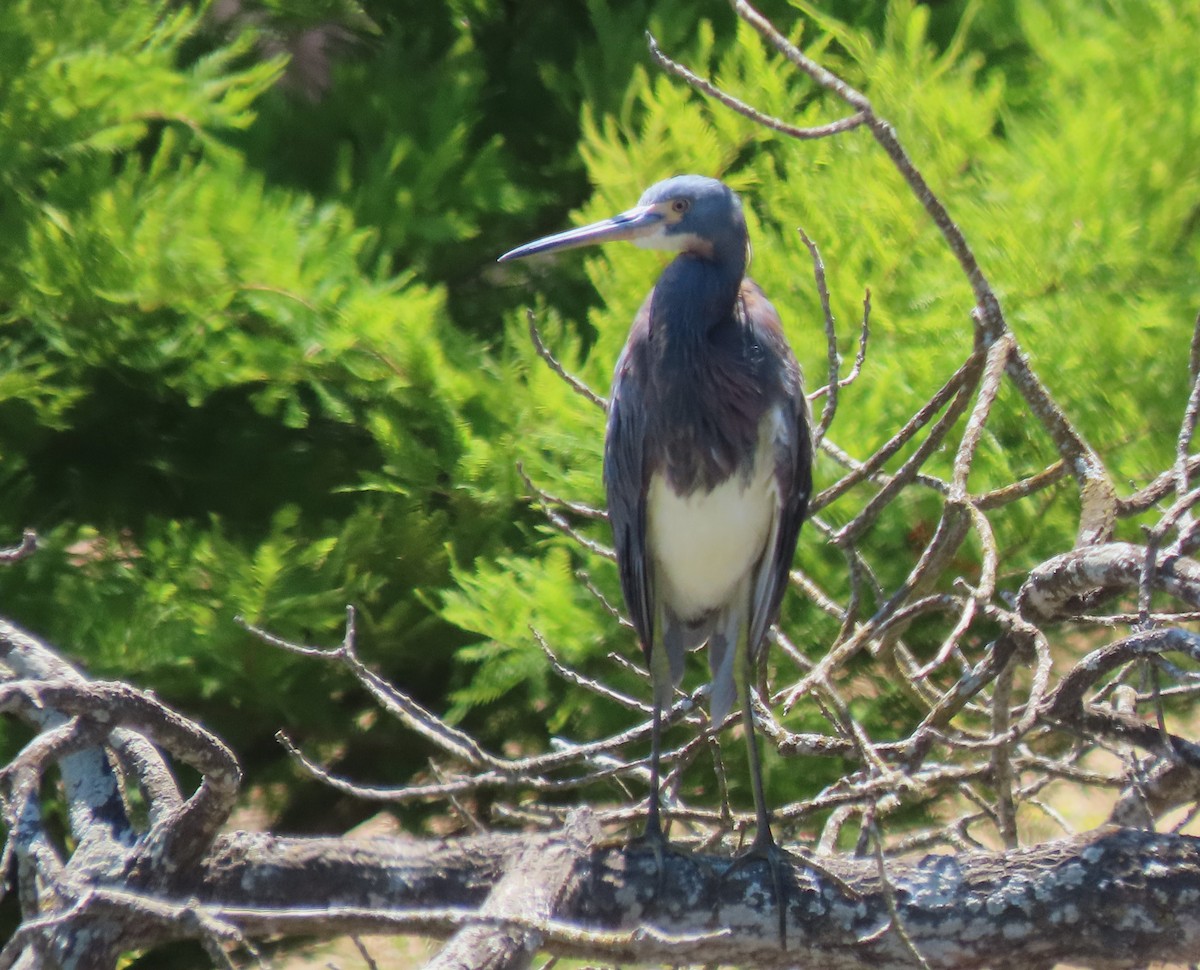 Tricolored Heron - ML622116591