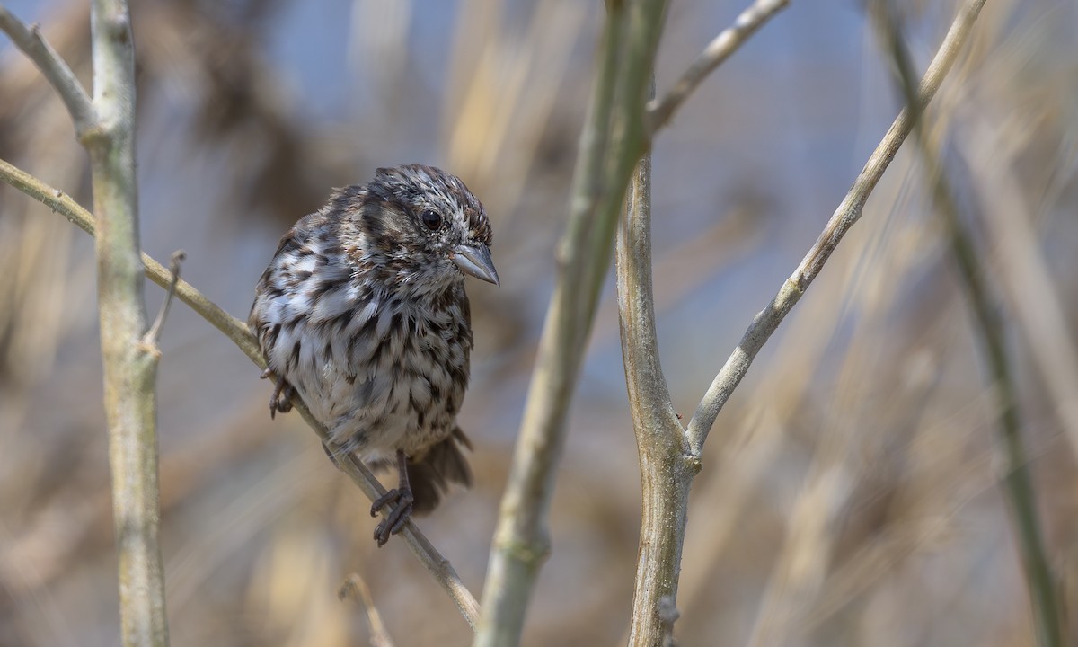 Song Sparrow - Becky Matsubara