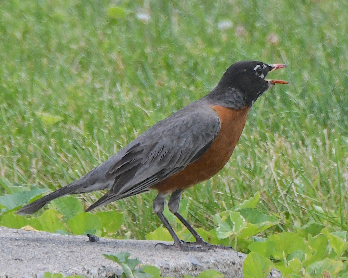 American Robin - ML622116614