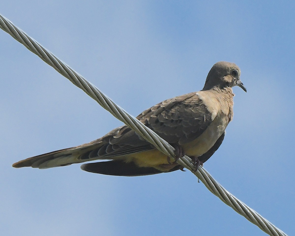 Mourning Dove - ML622116628