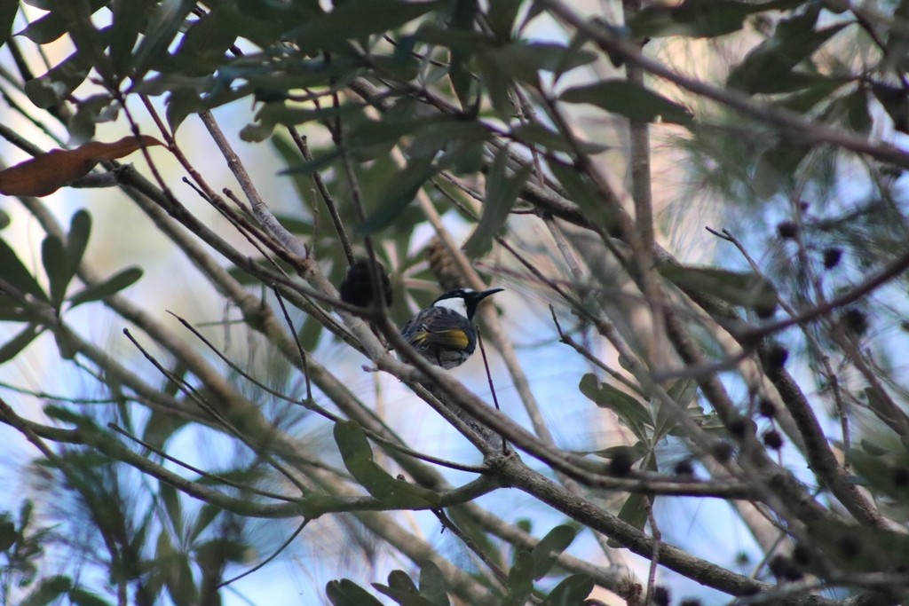 White-cheeked Honeyeater - ML622116637