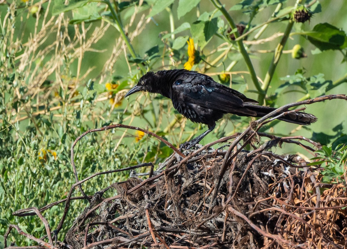 Great-tailed Grackle - ML622116674