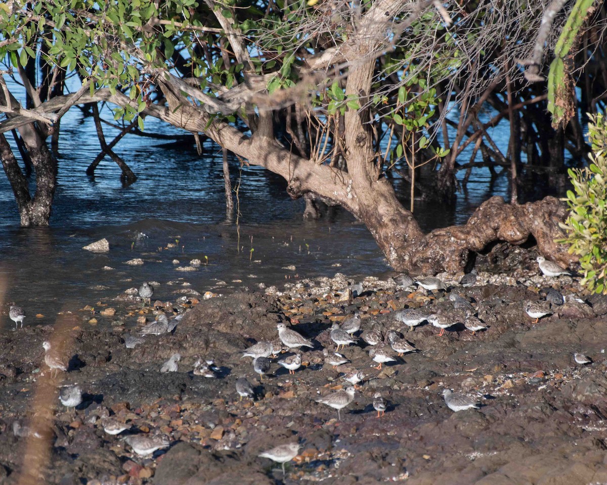 Ruddy Turnstone - ML622116682