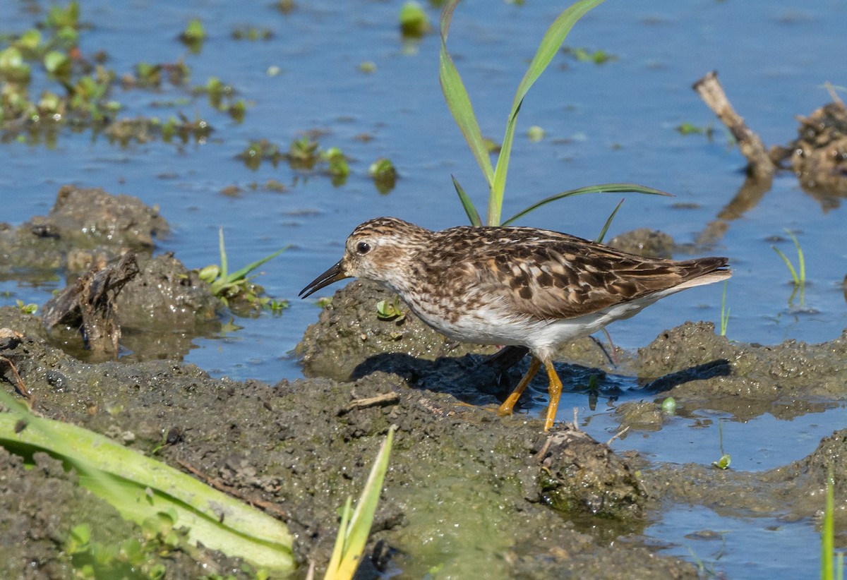 Least Sandpiper - ML622116685