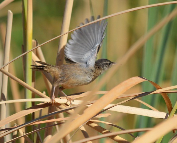 Marsh Wren - ML622116711