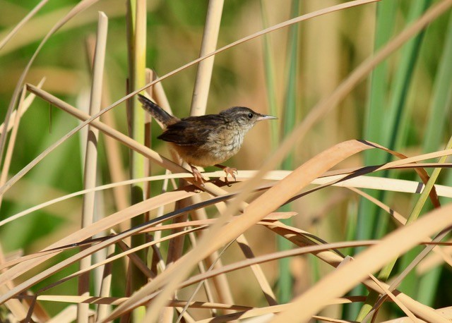 Marsh Wren - ML622116712