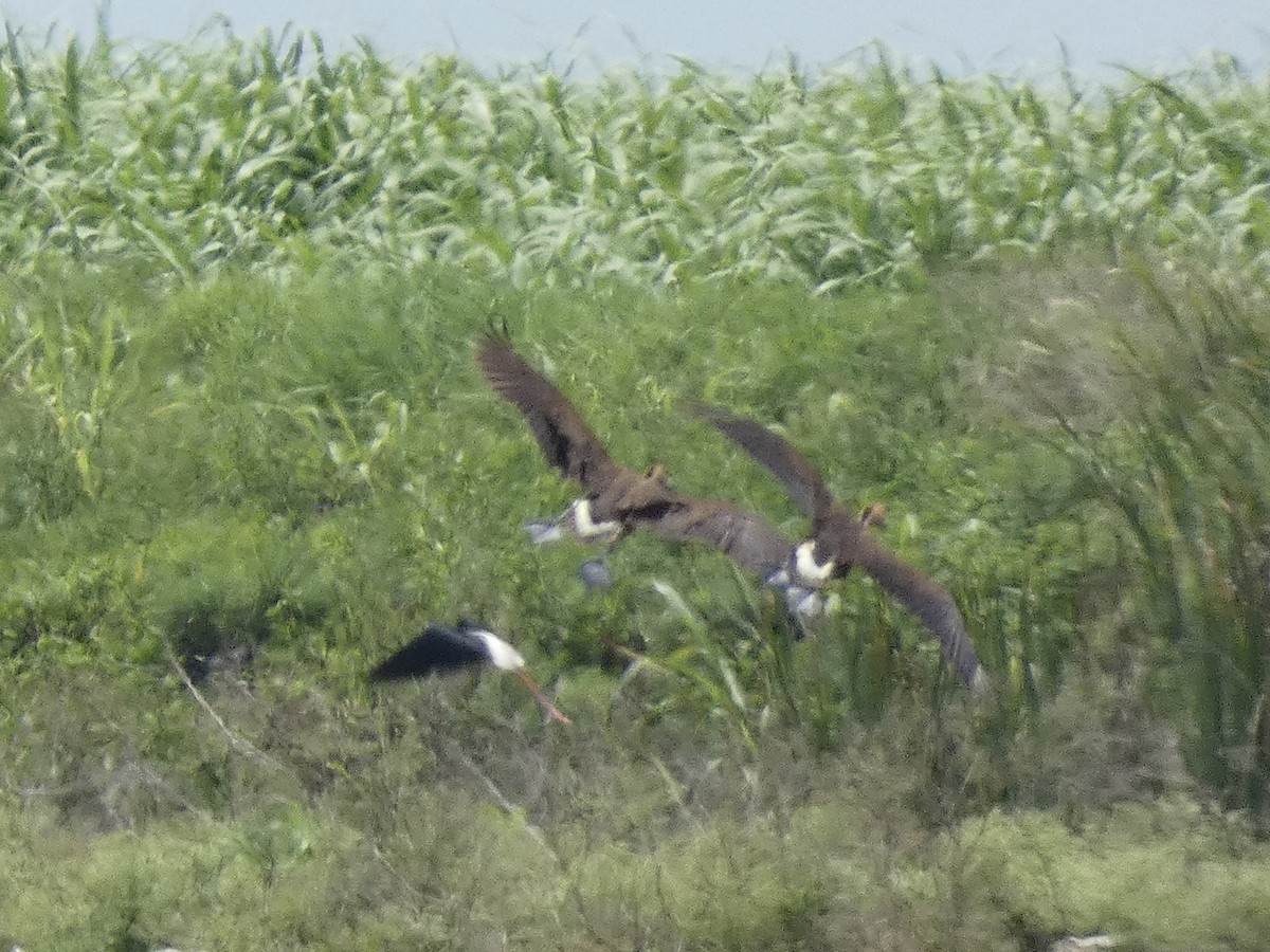 Fulvous Whistling-Duck - ML622116723