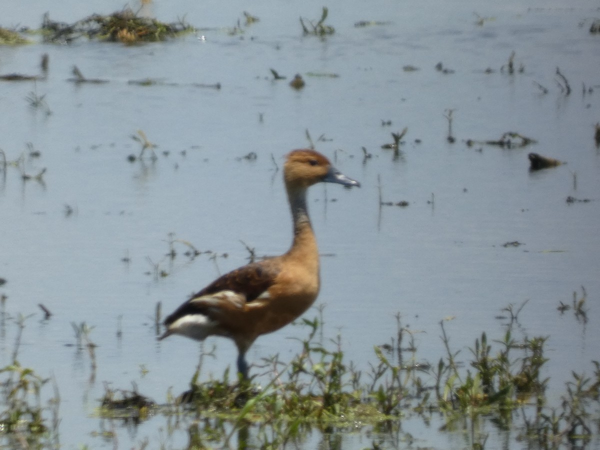 Fulvous Whistling-Duck - ML622116724