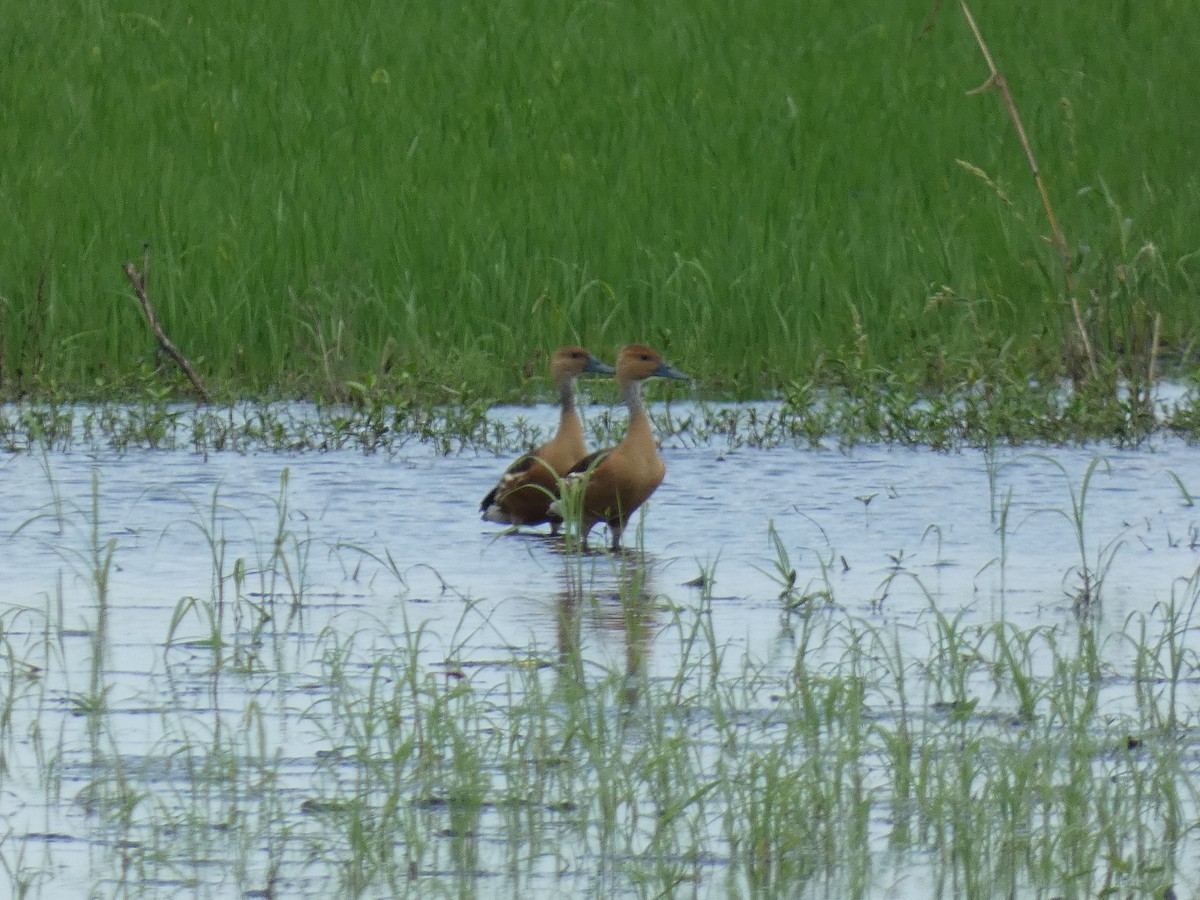 Fulvous Whistling-Duck - ML622116725