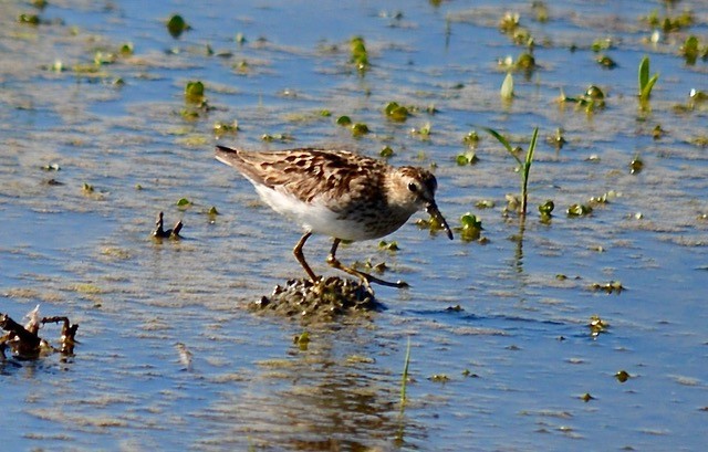 Least Sandpiper - ML622116741