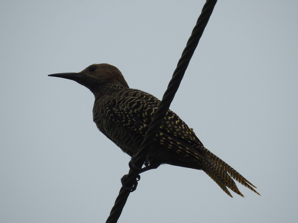 Fernandina's Flicker - Nicolás Díaz Pérez