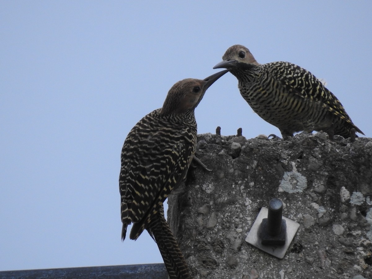 Fernandina's Flicker - Nicolás Díaz Pérez