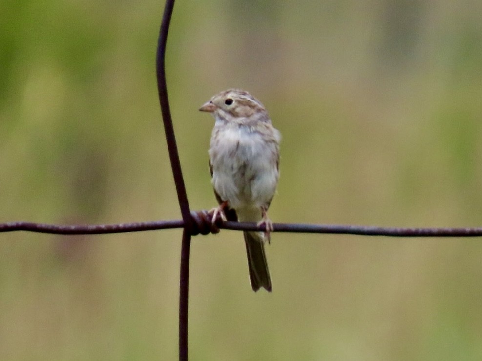 Brewer's Sparrow - ML622116781