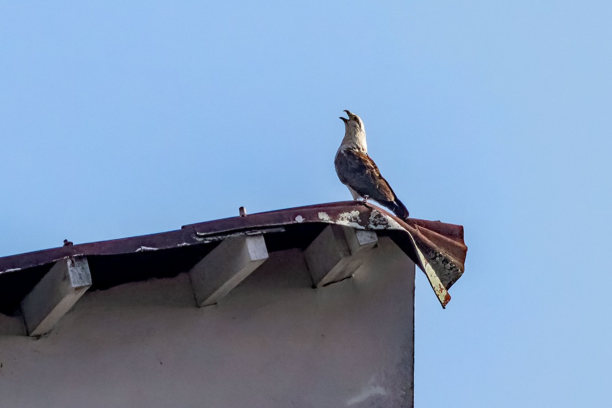 Yellow-headed Caracara - ML622116782