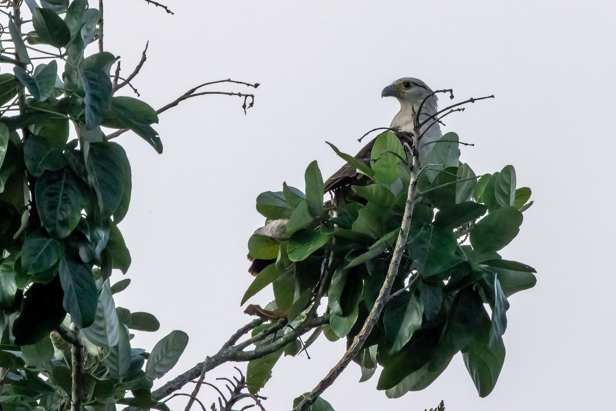 Yellow-headed Caracara - ML622116783