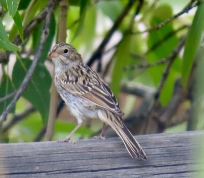 Vesper Sparrow - Diane Roberts