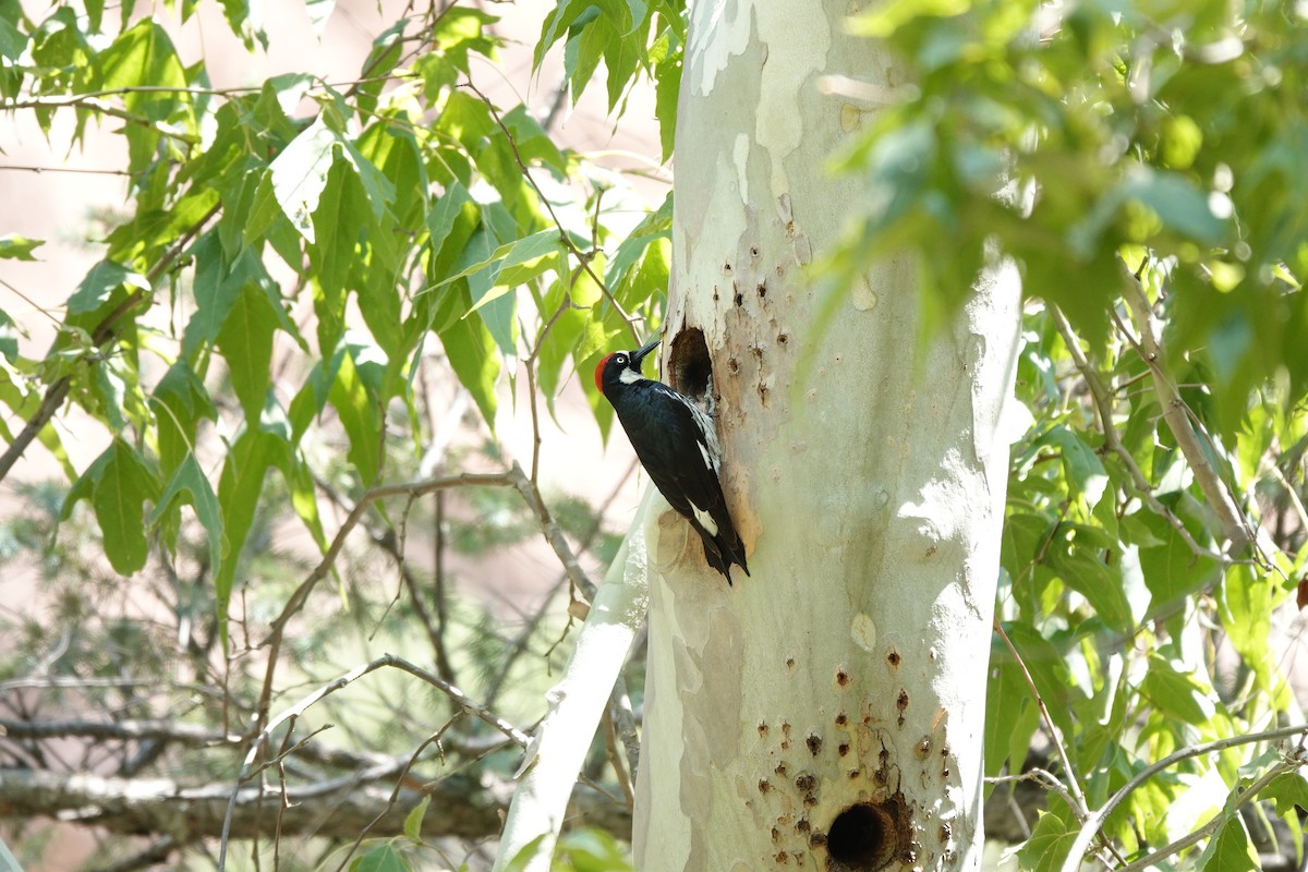 Acorn Woodpecker - ML622116786