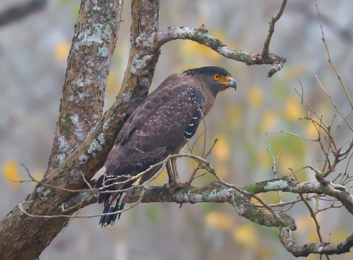 Crested Serpent-Eagle - ML622116789