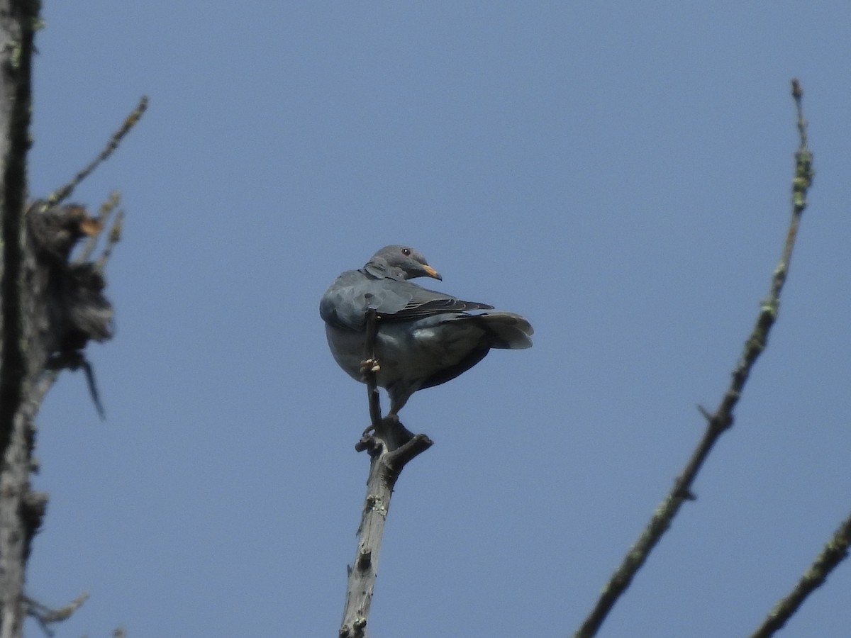 Band-tailed Pigeon - ML622116790