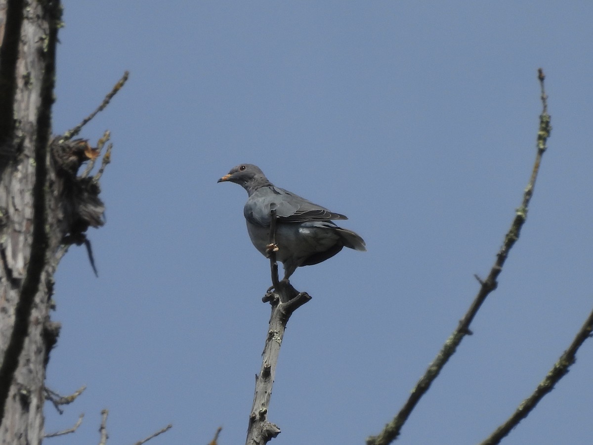 Band-tailed Pigeon - ML622116791