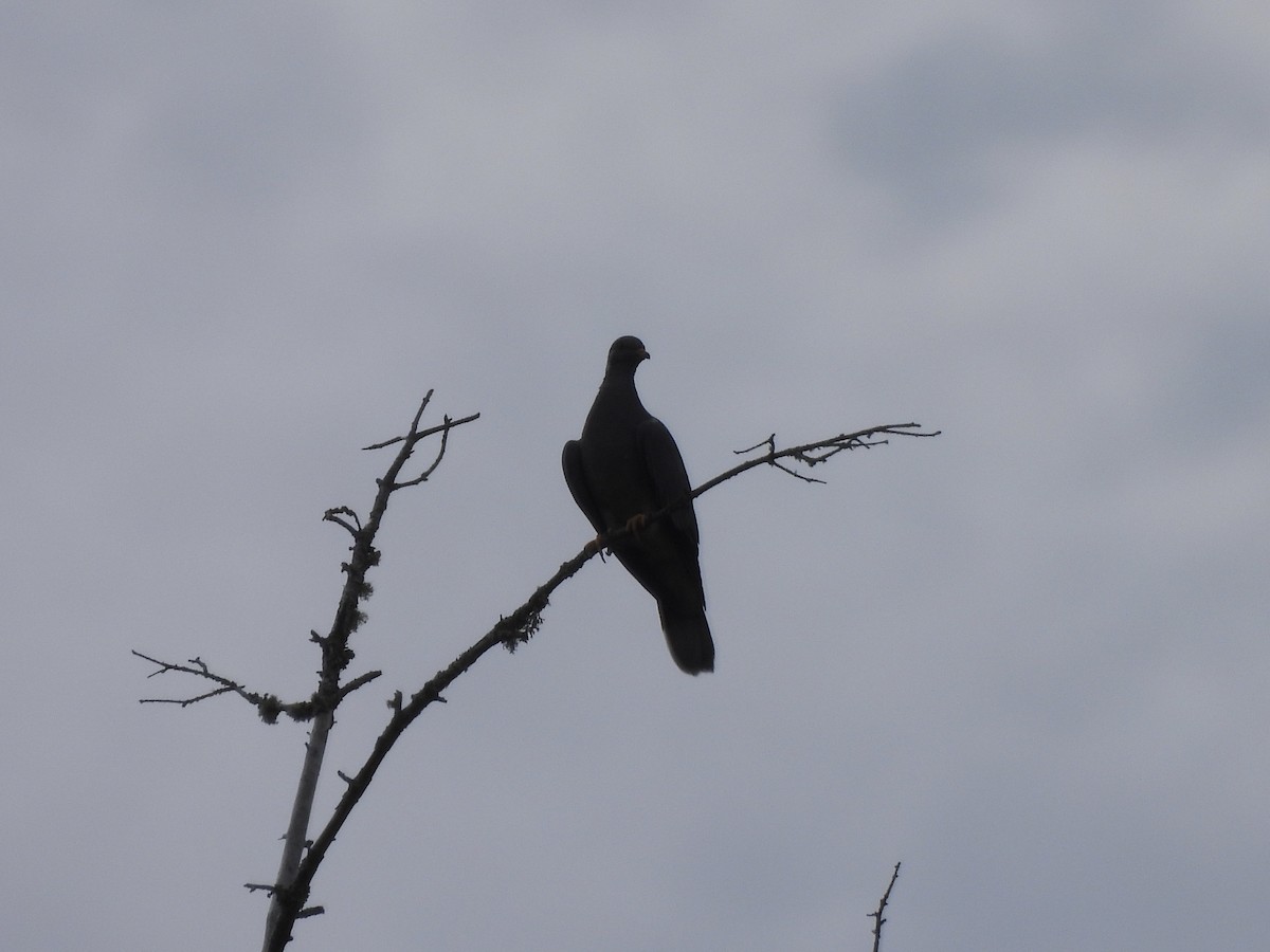 Band-tailed Pigeon - ML622116792