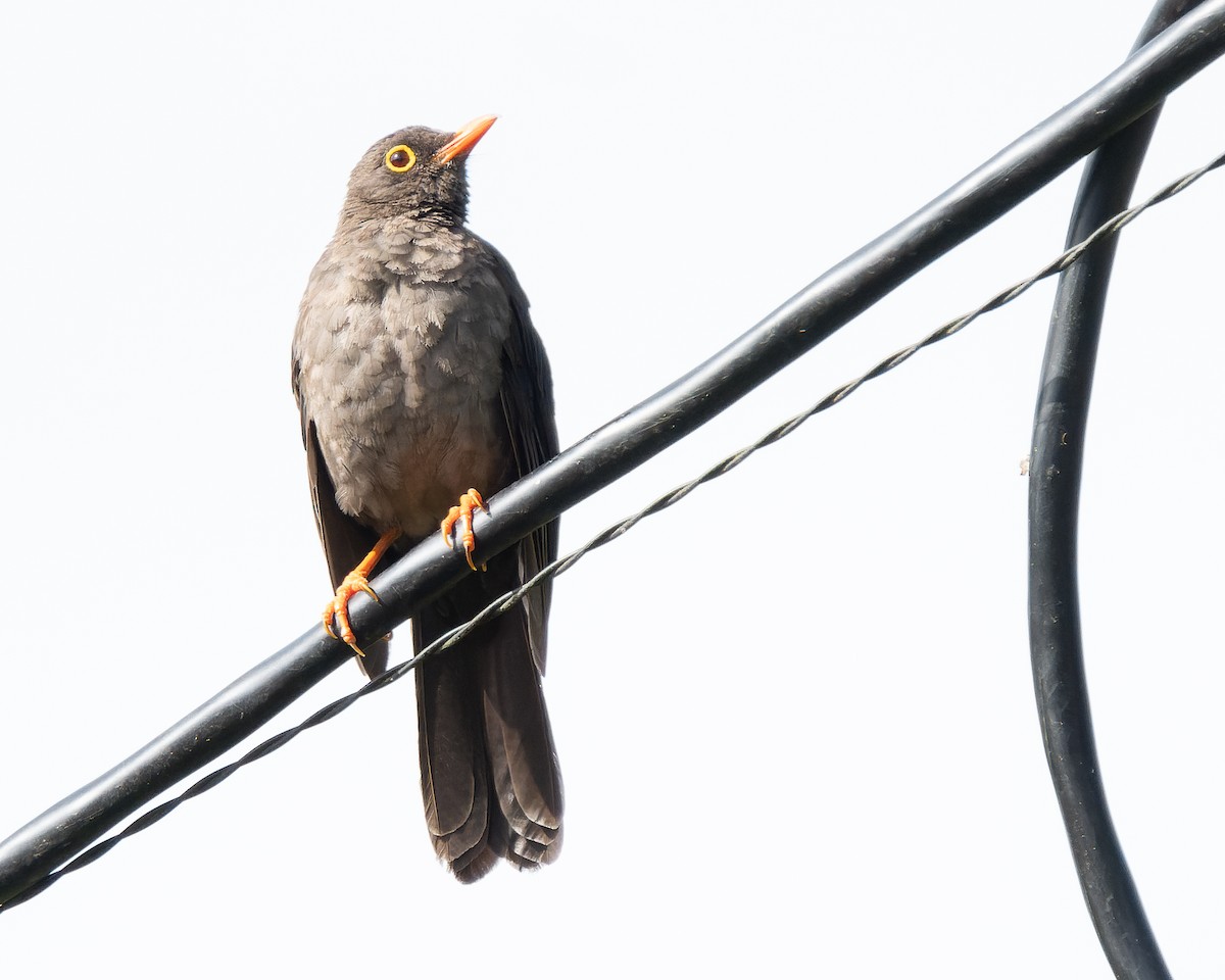 Great Thrush - ML622116793