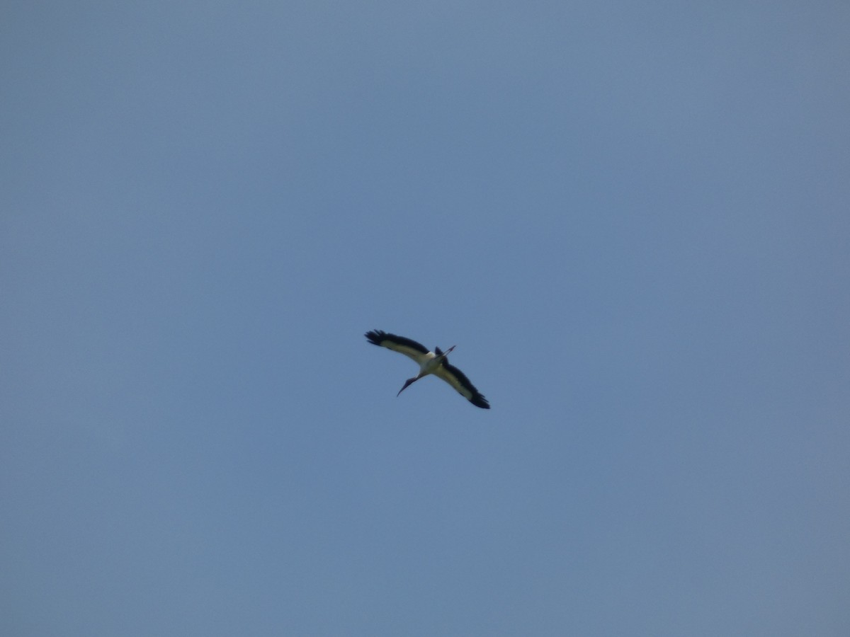 Wood Stork - ML622116794