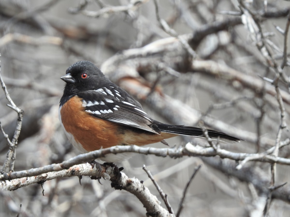 Spotted Towhee - ML622116800