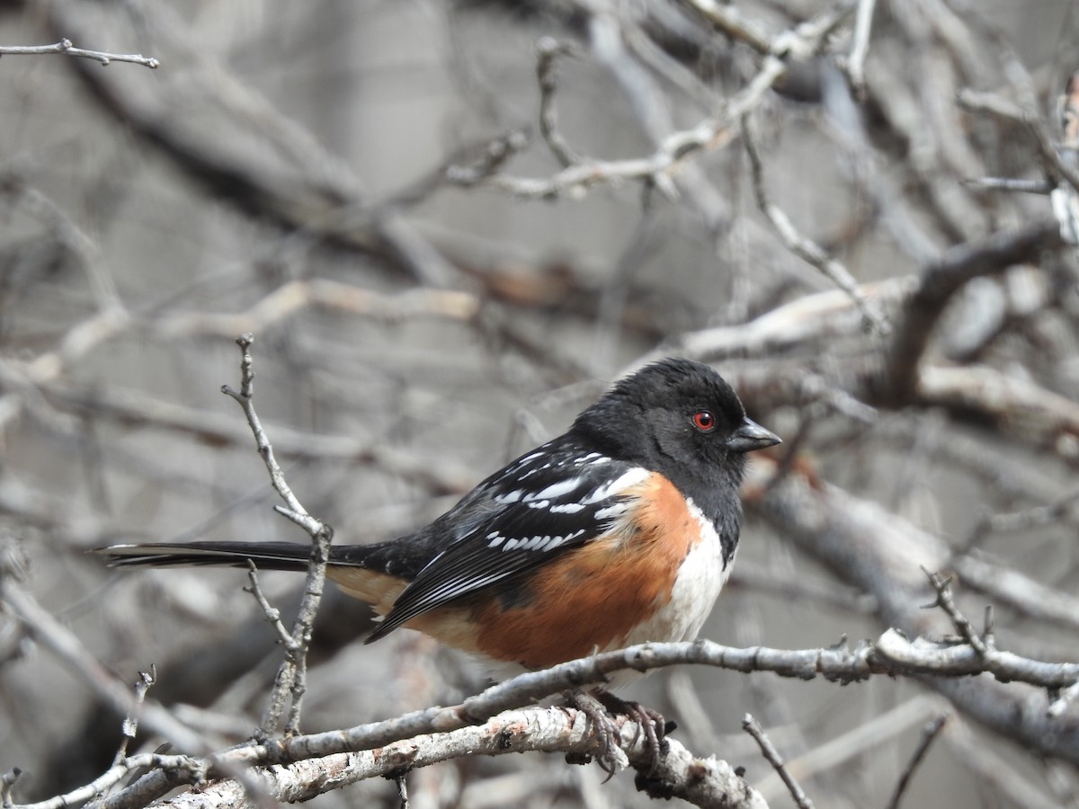 Spotted Towhee - ML622116802
