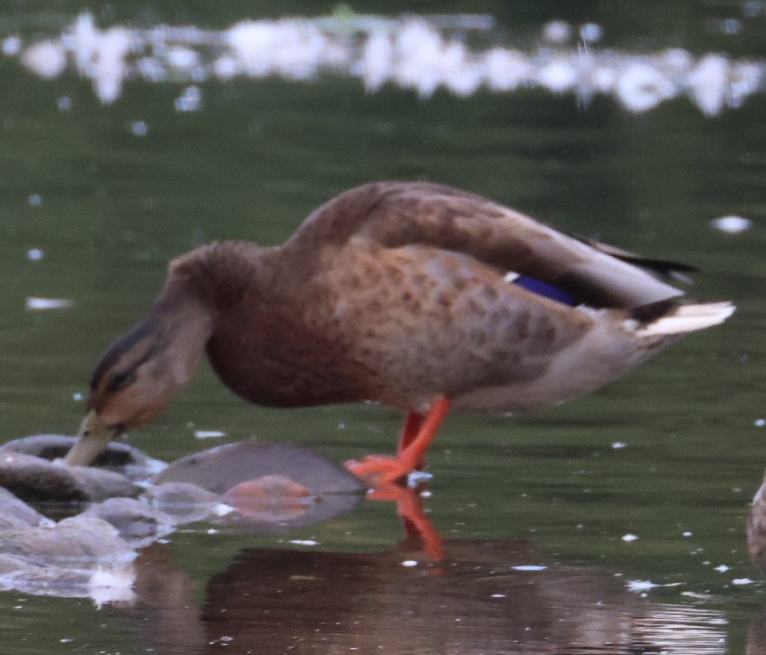 Mallard (Domestic type) - Vince Folsom