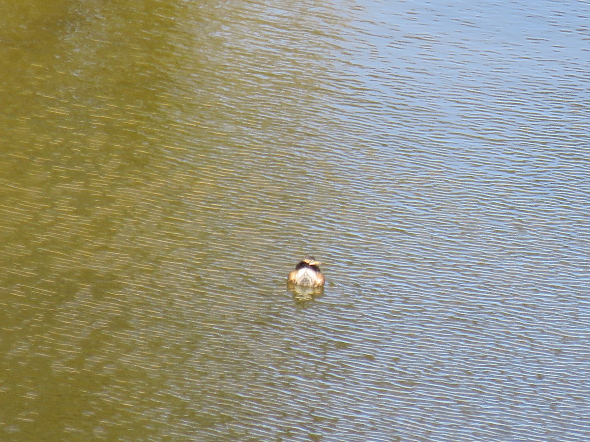 Australasian Grebe - ML622116815