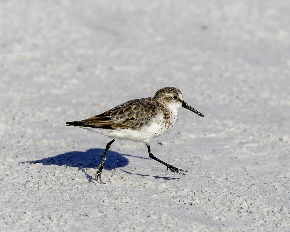 Sanderling - ML622116819