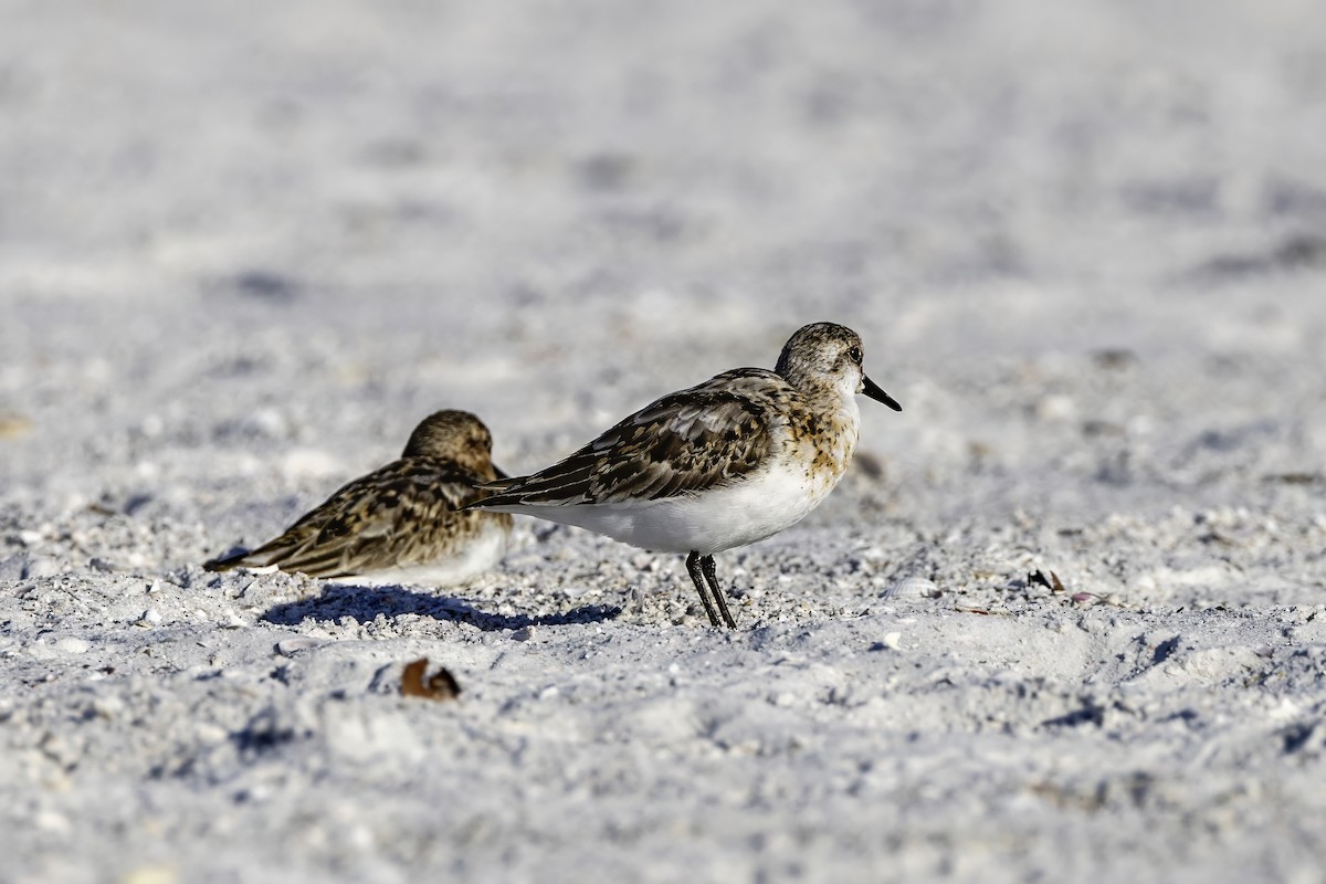 Sanderling - ML622116820