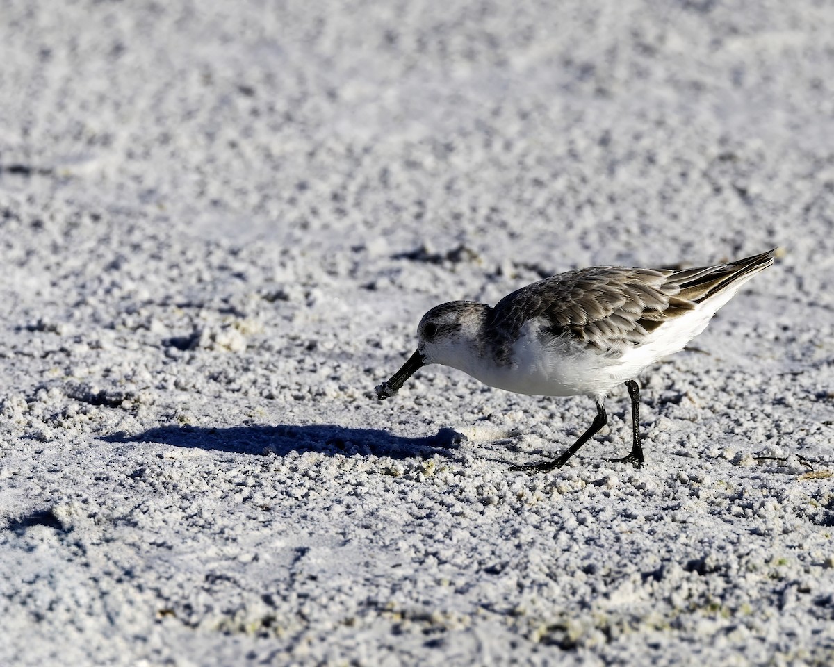 Sanderling - ML622116821